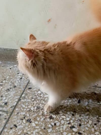 6Month Persian Kitten for Sale ”