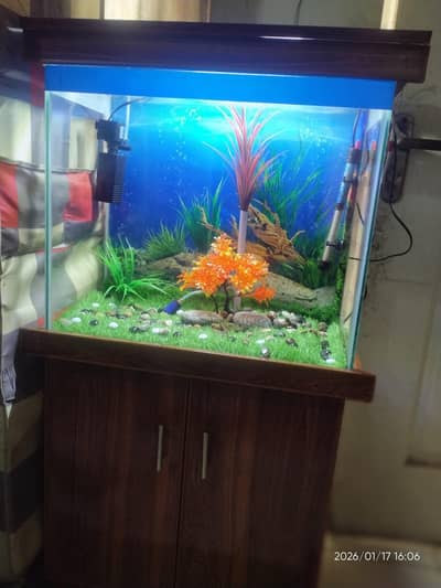 Fish Aquarium