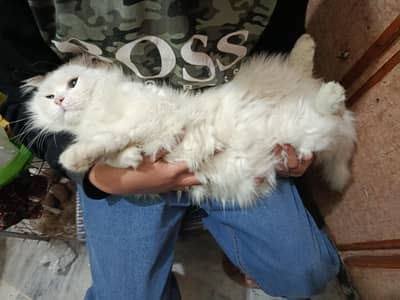 Full White Russian cat with black Eyes
