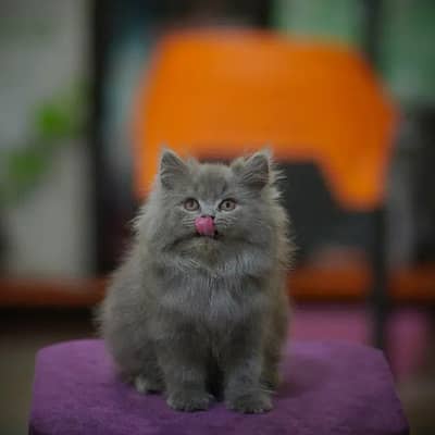 CASH ON DELIVERY CUTE PERSIAN KITTENS TRIPLE COAT PUNCHFACE blue eye