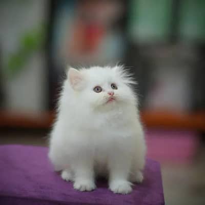 CASH ON DELIVERY CUTE PERSIAN KITTENS TRIPLE COAT PUNCHFACE blue eye