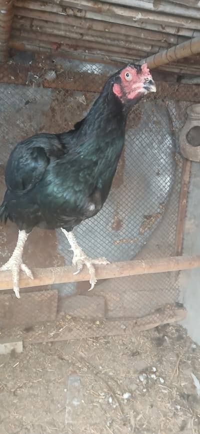 selling hen