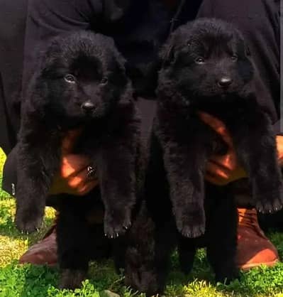 Black German Shepherd pair / Long Coat Puppy / GSD dog