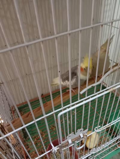 cocktail pair for sale all okay