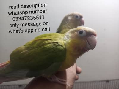 fly tame conure pair