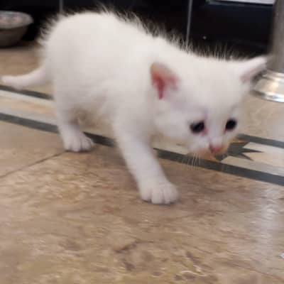 contact number 03424921625