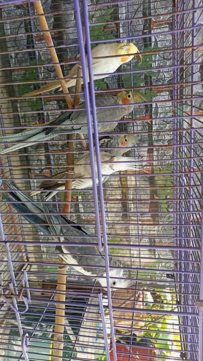 beautiful cocktails for sale