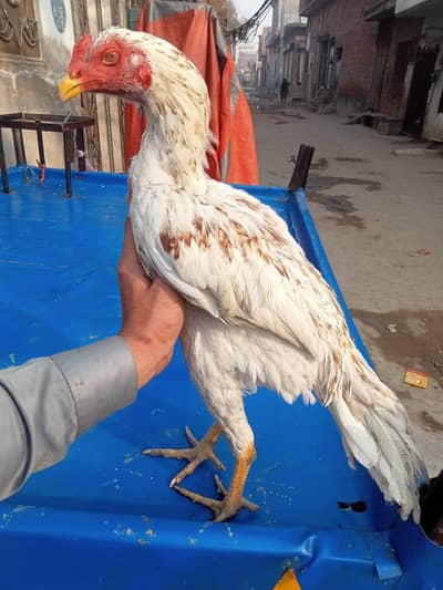 Thai X Hint Patha  Full fresh active and healthy