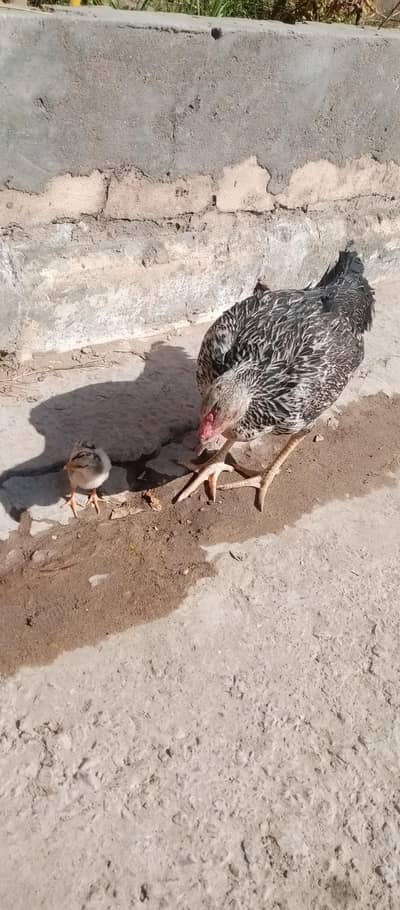 hen for sale