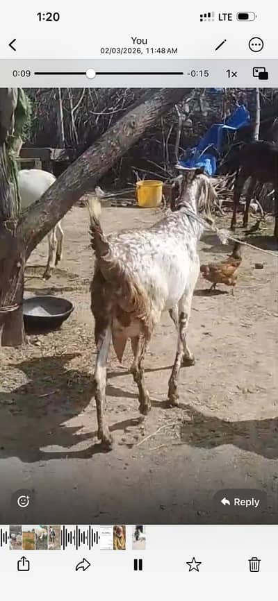 Makhi cheena | Pure Desi | Patha | Makhi cheena Goat | Bakra | 2 Dant