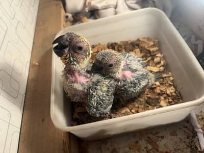 Sunconure chicks  Red factor
