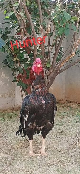 aseel murga for sale