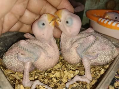 Parrots | Green Parrots | Raw Parrots | Chicks | Raw Chicks For Sale