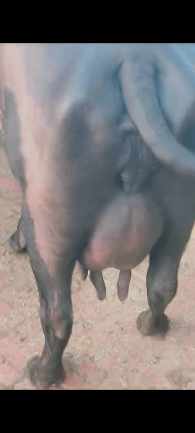 Buffalo / neeli ravi / milk Buffalo / Gay |cow / نیلی بھینس/katti