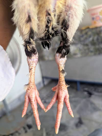 Black permooz Aseel chick full long height