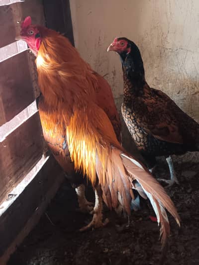 100% Desi Asseel murgay or paraay wali murgyan for sale