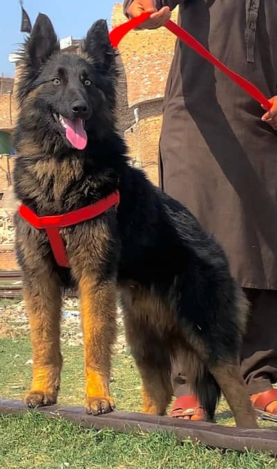 German shepherd male for sale 0309/0097784
