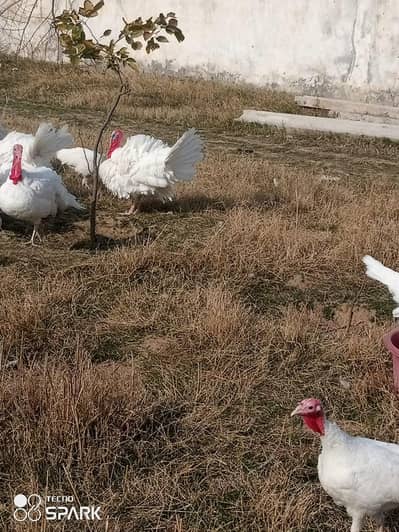 turkey birds for sale