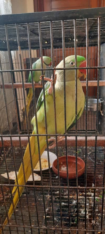 RAW Parrot 100%  Fertile Breeder Pair