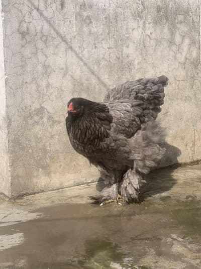 Blue Brahma Females Golden Buff Pair