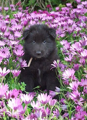 Black German Shepherd Male dog For Sale