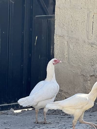 aseel heera pair for sale