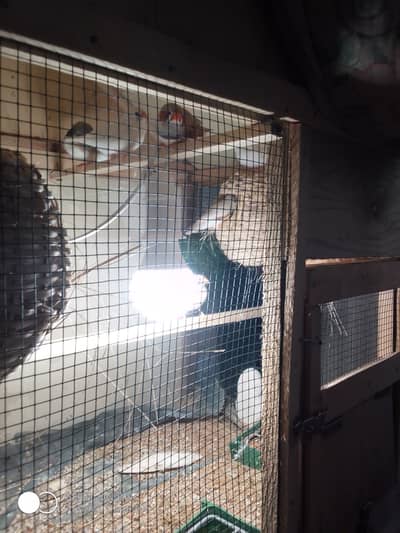 3 pairs zebra finches