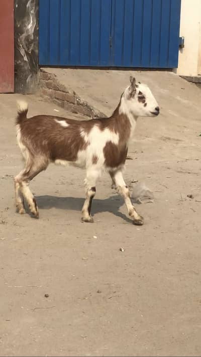 2 babay for sale male or femal