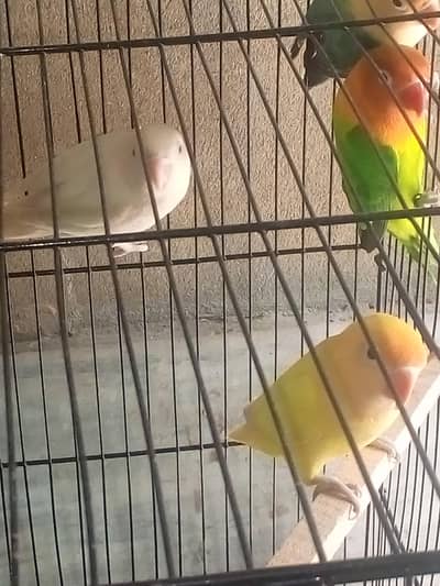lovebird pair