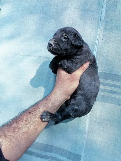 gsd black stock cot male 0/3/0/4/6/9/6/0/0/7/2/