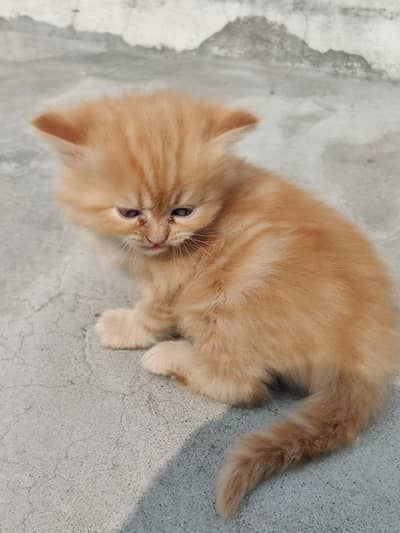 male 3 months age active and traind.