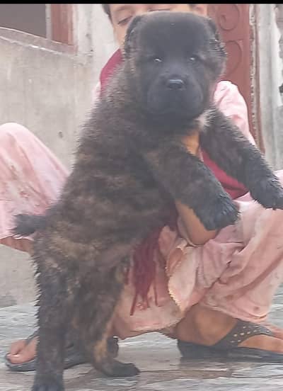 Turkish kangal | Turkish kangal puppies pair | kangal dog | Kangal