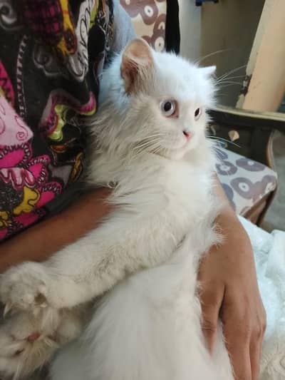 Triple Coat Persian Cat – Blue Eyes & Fluffy Fur