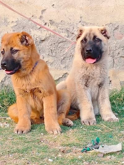 Turkish kangal | Turkish kangal puppies pair | kangal dog | Kangal