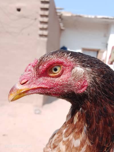 aseel butifull murgi