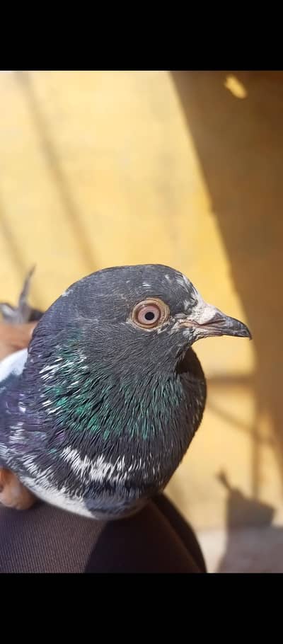 pharak ka kabuter ha 5