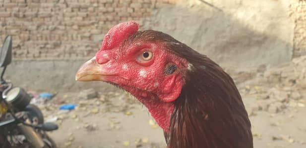 Masha Allah Home breed Turkish Cross patha for urgent sale.