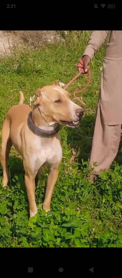 bully gultair pair for sale