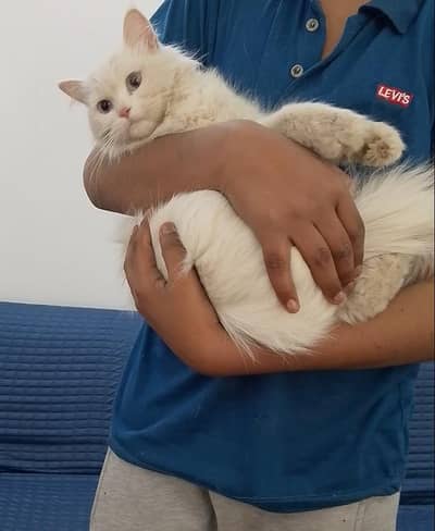 Persian Male female pair Available