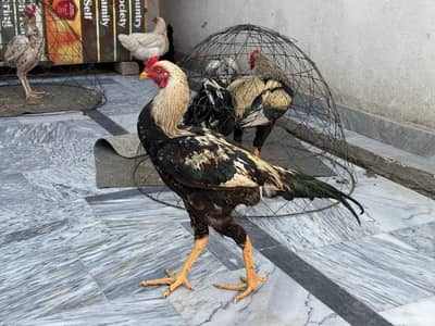 aseel jawa ( patha available )