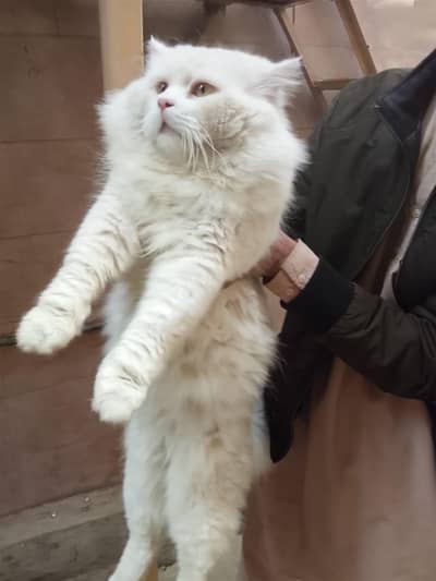 White colour ,pale yellow eyes