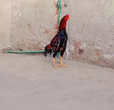 10 month age khata lakha rung