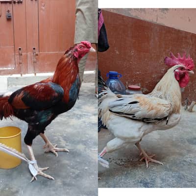 Aseel Mianwali Or Desi Breeder Murga