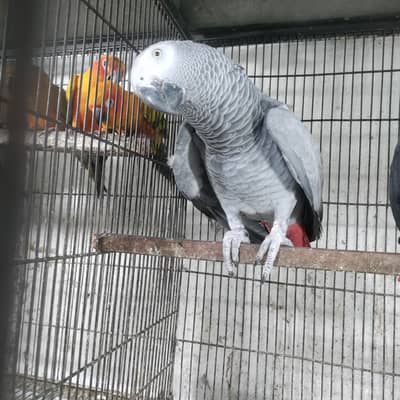 African grey parrot all ok condition