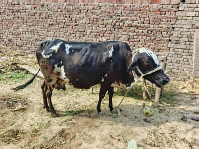 Chilistani+Friesian cross cow for sale