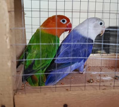 Lovebird Australian fallow budgie pair