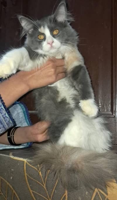 Persian Kittens | Triple Coated | bicolor calico | white kitten |