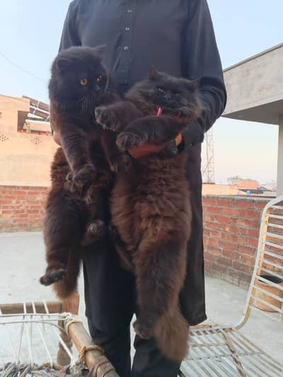 Male cat Available for only stud/cross