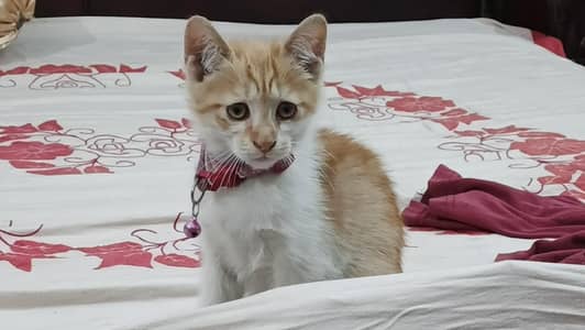 cat | domestic breed | playful