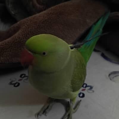 ring neck talking parrot